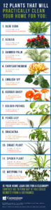 best indoor plants