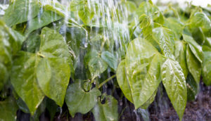 gutter cleaning