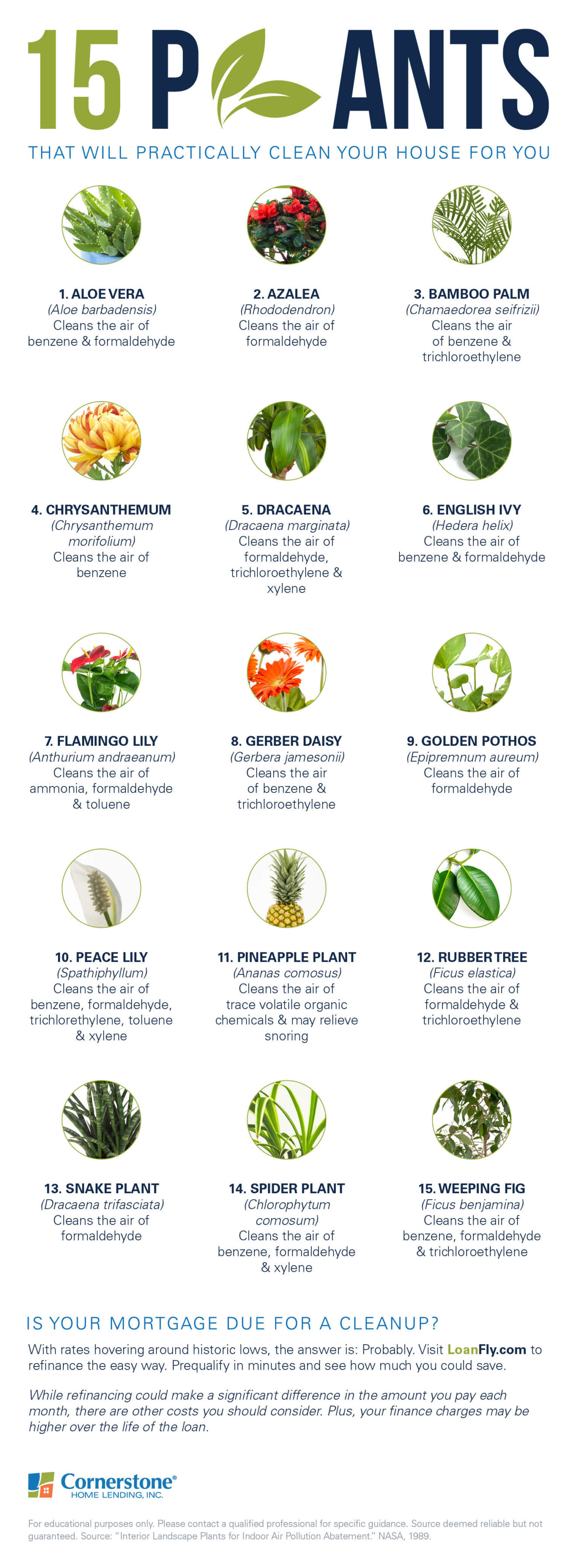 The 15 best indoor plants (that will practically clean your house for you)